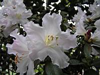 Rhododendron Ciliicalyx Franch (fam Ericacees) (Chine (Yunnan)) (3) (Photo F. Mrugala)